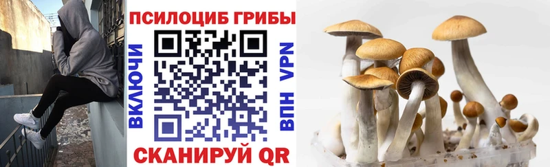 Купить где  Асбест  Галлюциногенные грибы мицелий 